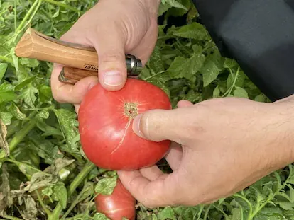 Los sabores perdidos del tomate