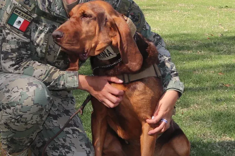 Conoce a Max, la perrita de la Marina que localizó a Rafael Caro Quintero