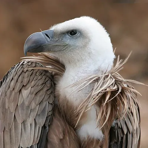 Lugares naturales en España para disfrutar y observar aves