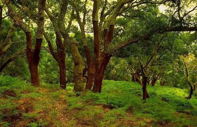 El Parque Natural de los Alcornocales, en Cádiz