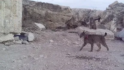 'Lucero', sentado en un bloque de piedra, observa a la lince 'Quastellana'.
