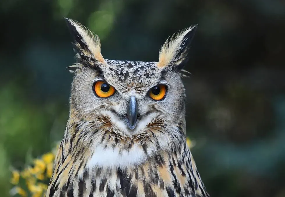 Lugares naturales en España para disfrutar y observar aves
