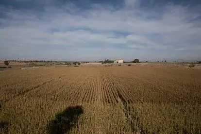 Campos de maíz en la entrada de Ivars d'Urgell (Lleida)