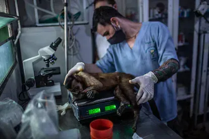 Pesaje de un capuchino para proceder a su sedación y posterior vasectomía. También se analizará la presencia de arbovirus (virus transmitidos por artrópodos).