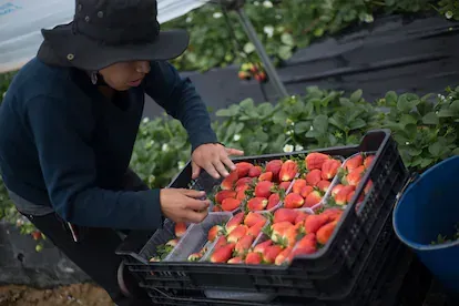 Anderson Tuqueret, trabajador ecuatoriano en la recogida de fresas en fincas de Moguer (Huelva).