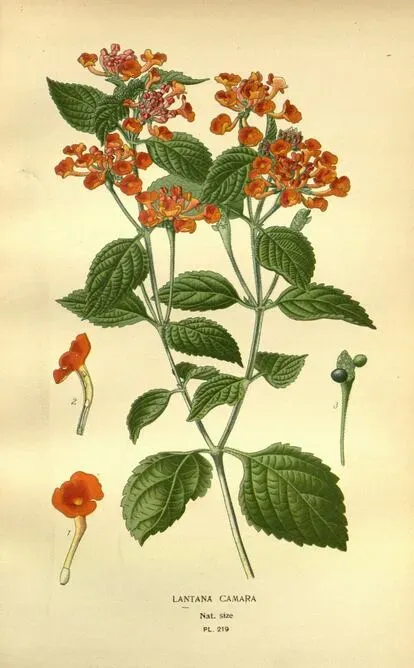 Ilustración de Lantana camara.