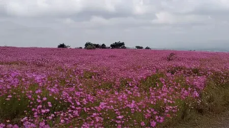 Mesa Ahumad