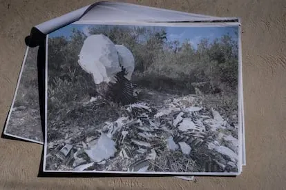 Una fotografía muestra unas biznagas taladas ilegalmente en las montañas de Cerro de Agua, en Guanajuato.