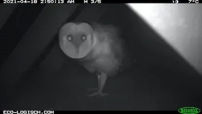 Otro animal que usa el puente, una lechuza.