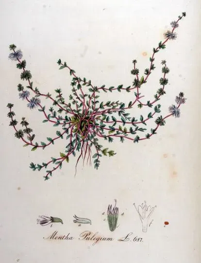 Ilustración de la especie Mentha pulegium.