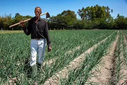 Don João Manoel da Silva, habitante de una quilombola en el sur de Brasil, posa junto a un cultivo de cebollas.