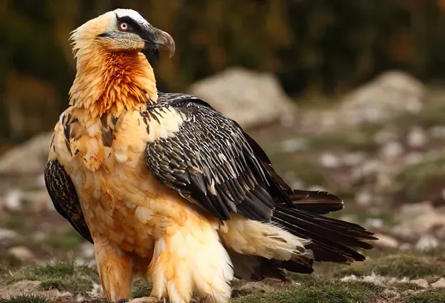 Lugares naturales en España para disfrutar y observar aves