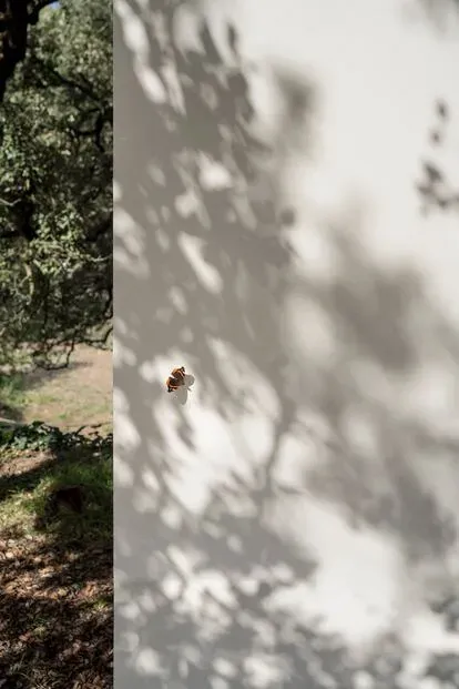 Una mariposa 'Vanessa atalanta' fotografiada a la sombra de la encina.
