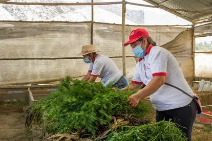 Los cuyes son alimentados con una mezcla natural de maíz, harina de alfalfa, torta de soja y afrecho. La asociación produce parte de estos insumos en su chacra al sur de la capital peruana. En la imag