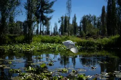 Una garza blanca sobrevuela los canales de Xochimilco, el pasado viernes.