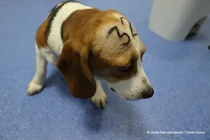 Perro retratado por un empleado de Vivotecnia, en Madrid. El laboratorio está actualmente cerrado por orden de un juez.