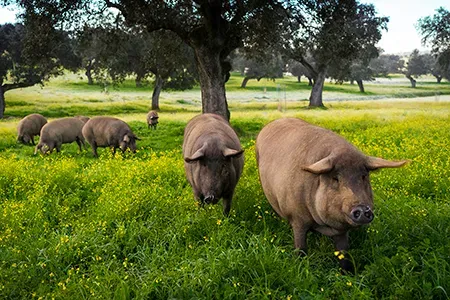 Dehesa de Extremadura: cuna del cerdo ibérico de bellota