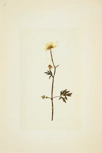 Ilustración de Vanessa Baird para 'En otoño'.