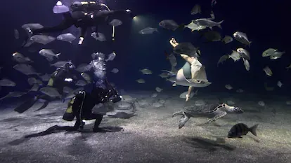 Isabel Muñoz saca fotos en el tanque de los Océanos donde están los tiburones del Oceanogràfic de Valencia