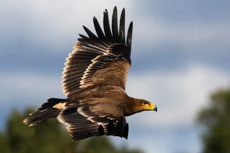 Lugares naturales en España para disfrutar y observar aves