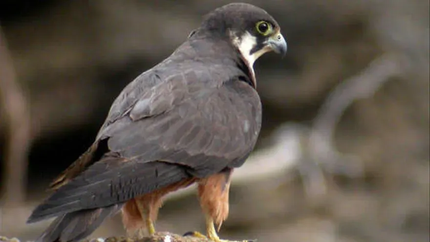 Lugares naturales en España para disfrutar y observar aves