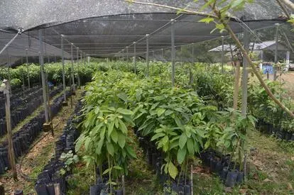 Vivero de Treedom en la comunidad de Nuevo Horizonte, donde se plantan cada año 17.000 árboles para repartirlos a mujeres de Petén, al norte de Guatemala, con el objetivo de empoderarlas a través de l
