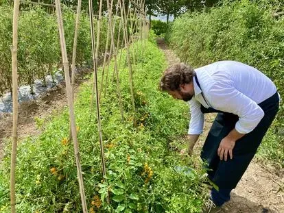 Los sabores perdidos del tomate