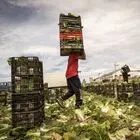 Trabajadores inmigrantes en un campo de Valencia, el pasado lunes.