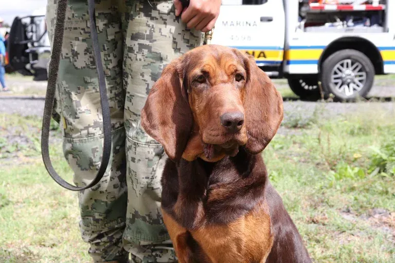 Conoce a Max, la perrita de la Marina que localizó a Rafael Caro Quintero