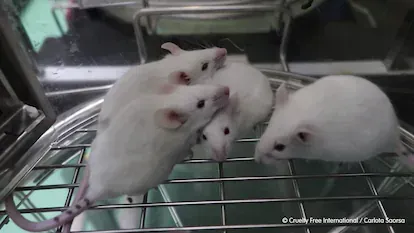 Ratones retratados por un empleado del laboratorio Vivotecnia, en Madrid.