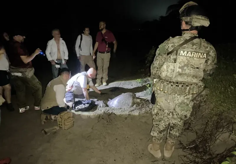 La Marina salvaguarda 61 nidos de tortuga