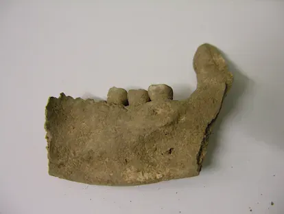 Fragmento de la mandíbula del hombre enterrado en el dolmen de El Sotillo, en Álava.