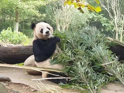 Un oso panda se alimenta de bambú en la reserva de Dujiangyan.