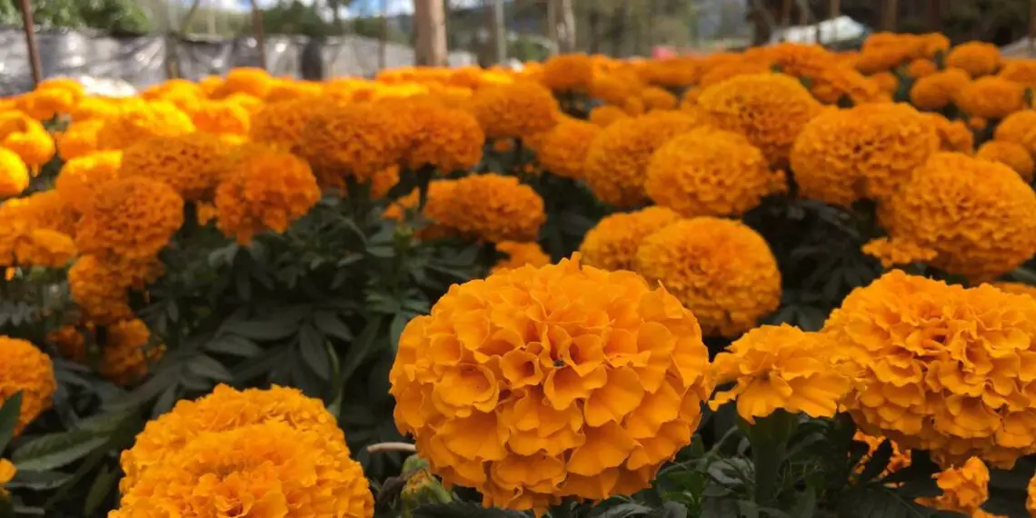 Xochimilco espera venta de 100 mdp por flor de cempasúchil – Columna Digital