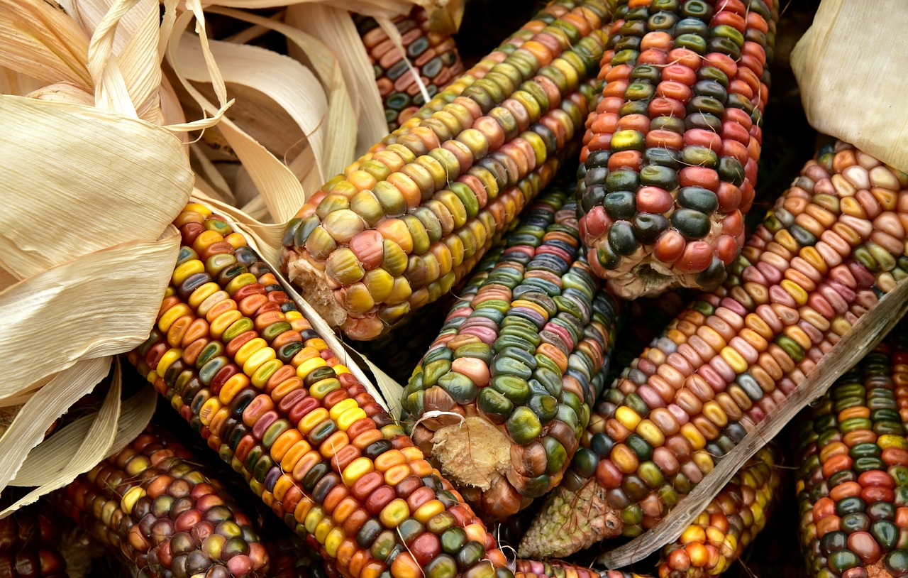 La historia del alimento sagrado “El maíz” – Columna Digital
