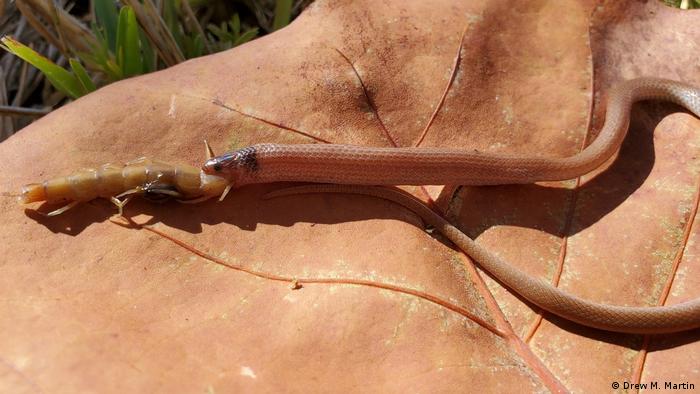 La tomografía computarizada reveló que el ciempiés gigante del Caribe medía aproximadamente un tercio de la longitud de la serpiente que se lo tragó.