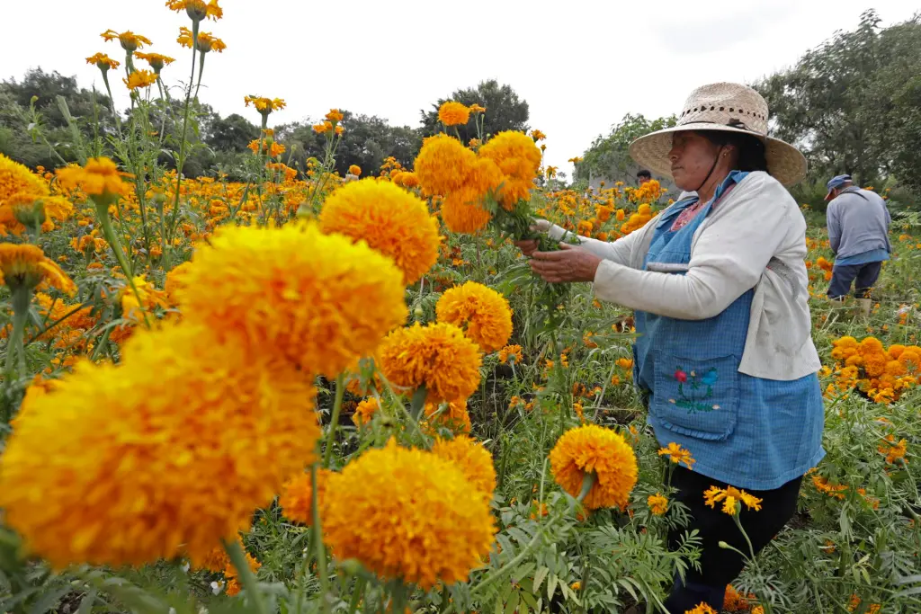 La flor de cempasúchil, un ícono en la cultura mexicana –  informacion.center – Información Center
