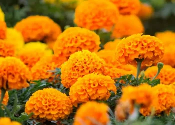 Aumenta la producción de flor de cempasúchil