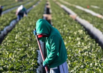 Agricultores de EU preocupados por promesas de deportaciones masivas de Trump