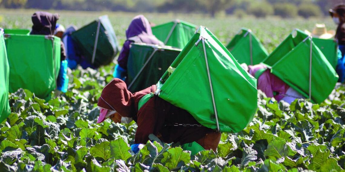 China aprueba más cultivos transgénicos para aumentar rendimientos y garantizar seguridad alimentaria
