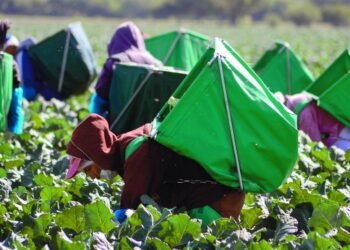 China aprueba más cultivos transgénicos para aumentar rendimientos y garantizar seguridad alimentaria