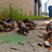 Plaga de ratas drogadictas en Houston