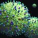 Cuatro puntos para entender el metapneumovirus humano que prende las alarmas en China