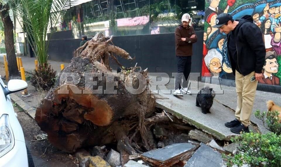 Dejan 7 meses restos de árbol en Benito Juárez tras tragedia