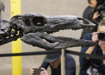Hallan cientos de huellas de dinosaurio en una cantera del Reino Unido