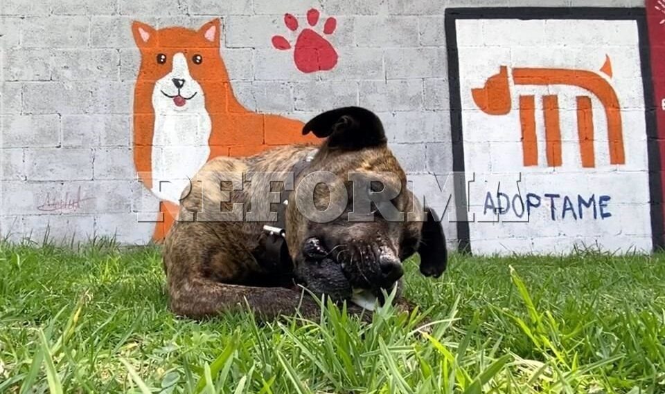 Busca Metro familia para perrito 'Cuco'