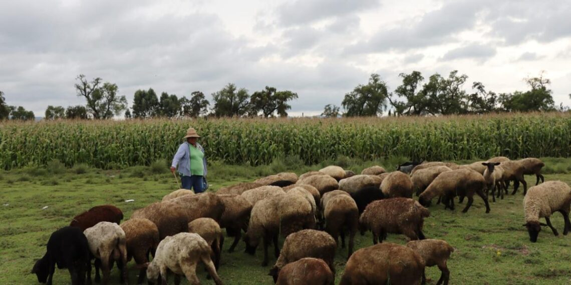 Hidalgo, entre los primeros lugares en producción de lana y carne de ovinos a nivel nacional