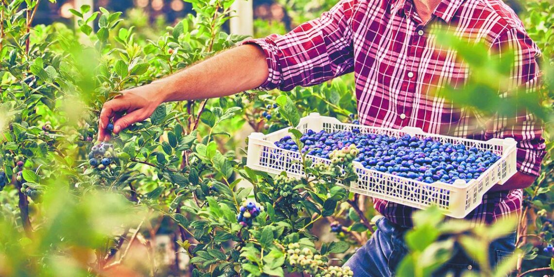 Mal clima pegará a producción y envíos de berries en México