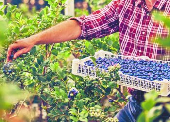 Mal clima pegará a producción y envíos de berries en México