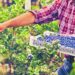 Mal clima pegará a producción y envíos de berries en México